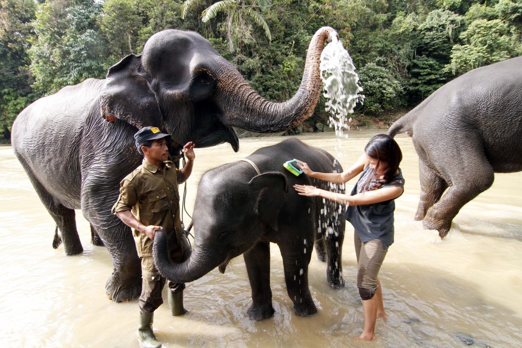 hidden north Sumatra places to visit tangkahan elephant
